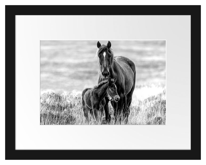 Pixxprint Pferdemutter mit Fohlen auf Wiese, Monochrome, im Galerie-Passepartout Bilderrahmen