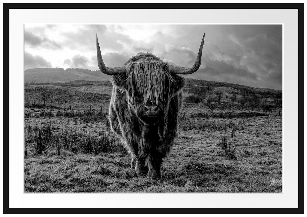 Highlandrind bei Sonnenuntergang, Monochrome Passepartout Rechteckig 100