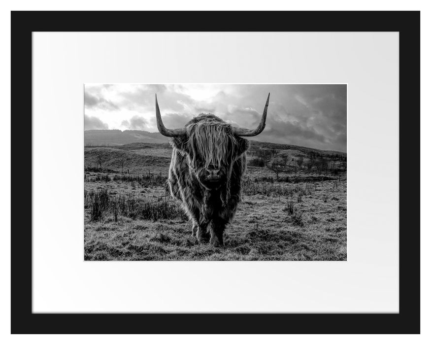 Pixxprint Highlandrind bei Sonnenuntergang, Monochrome, im Galerie-Passepartout Bilderrahmen