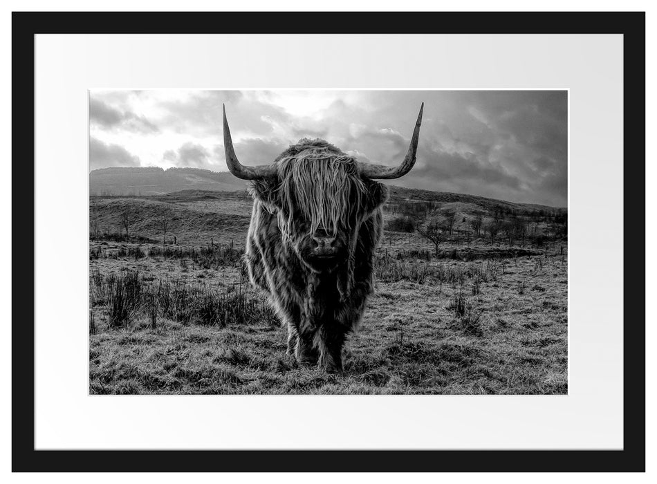 Highlandrind bei Sonnenuntergang, Monochrome Passepartout Rechteckig 40