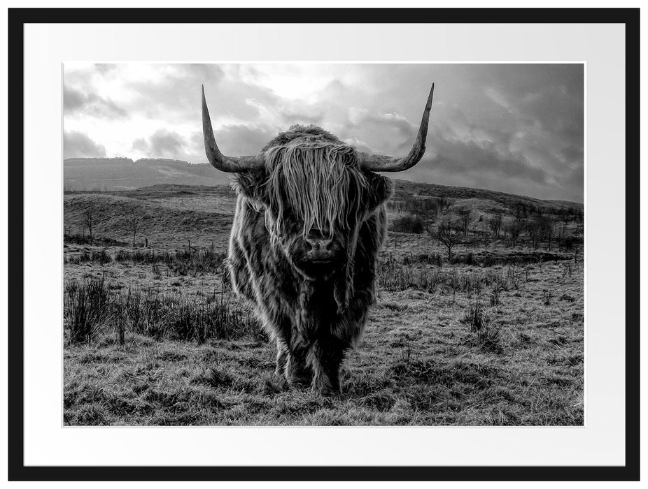 Highlandrind bei Sonnenuntergang, Monochrome Passepartout Rechteckig 80