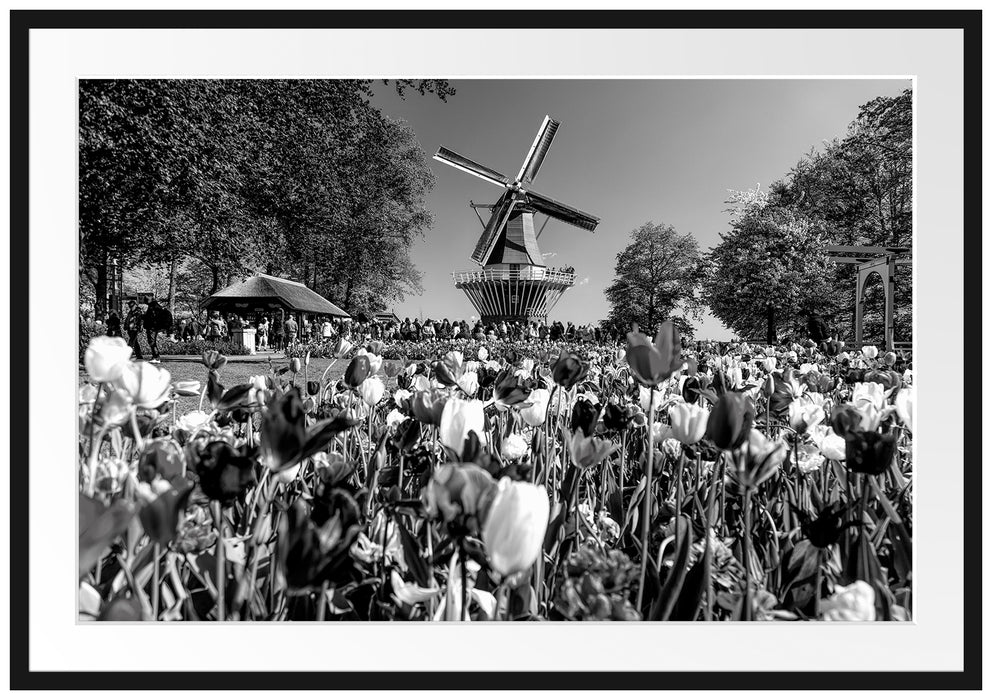 Holländisches Tulpenmeer vor Windmühle, Monochrome Passepartout Rechteckig 100