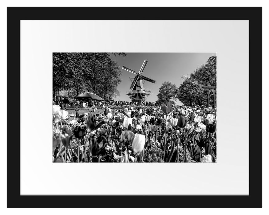 Pixxprint Holländisches Tulpenmeer vor Windmühle, Monochrome, im Galerie-Passepartout Bilderrahmen