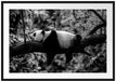 Schlafender Panda auf Baumstamm, Monochrome Passepartout Rechteckig 100