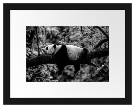 Schlafender Panda auf Baumstamm, Monochrome Passepartout Rechteckig 30