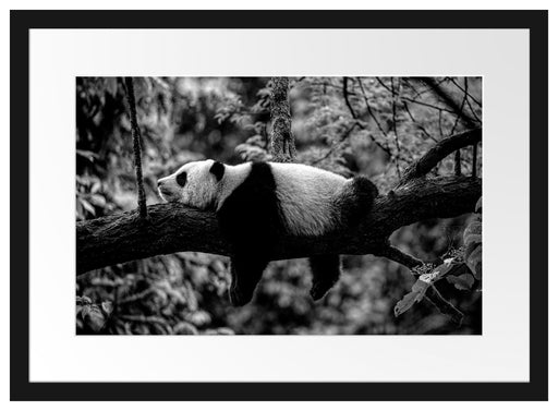 Schlafender Panda auf Baumstamm, Monochrome Passepartout Rechteckig 40