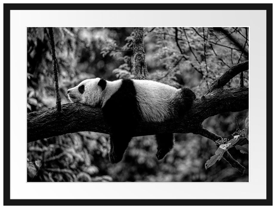 Schlafender Panda auf Baumstamm, Monochrome Passepartout Rechteckig 80