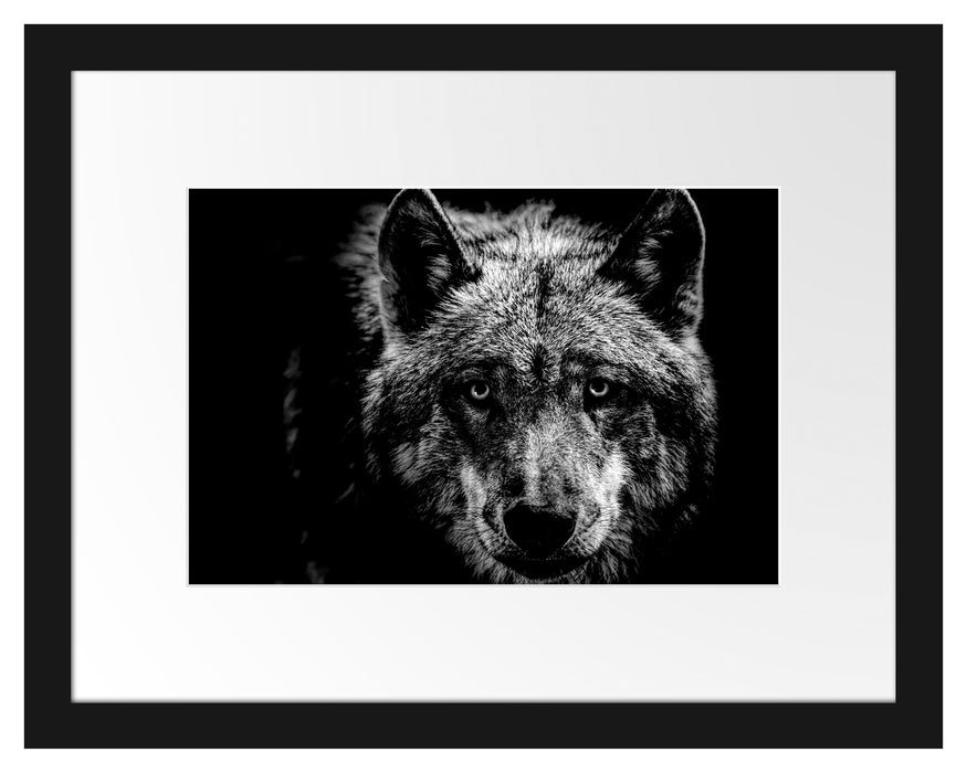 Pixxprint Nahaufnahme Wolf mit gelben Augen, Monochrome, im Galerie-Passepartout Bilderrahmen