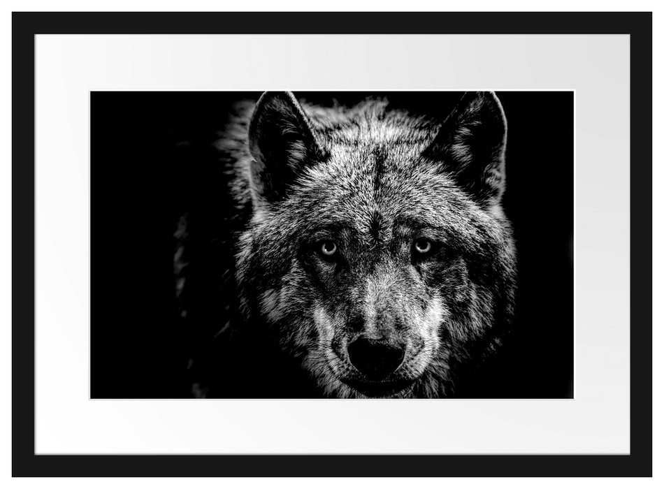 Nahaufnahme Wolf mit gelben Augen, Monochrome Passepartout Rechteckig 40