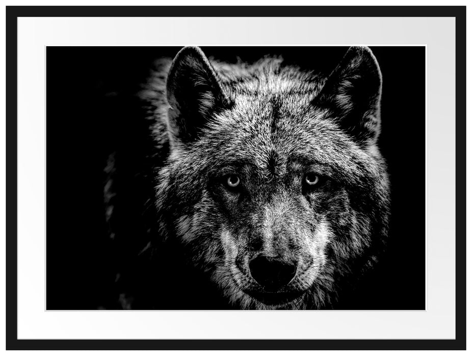 Nahaufnahme Wolf mit gelben Augen, Monochrome Passepartout Rechteckig 80