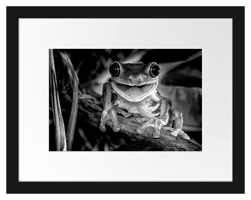 Pixxprint Lachender Frosch mit roten Augen auf Ast, Monochrome, im Galerie-Passepartout Bilderrahmen