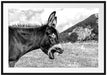 Brüllender Esel auf grüner Bergwiese, Monochrome Passepartout Rechteckig 100