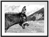 Brüllender Esel auf grüner Bergwiese, Monochrome Passepartout Rechteckig 80
