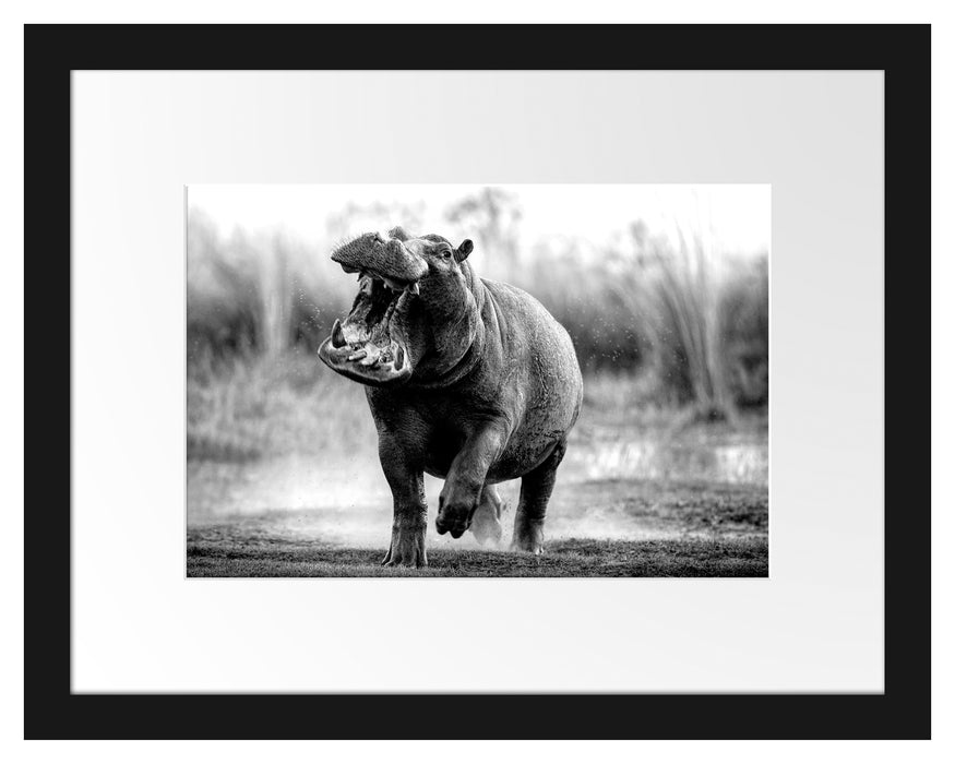 Pixxprint Angreifendes gefährliches Nilpferd, Monochrome, im Galerie-Passepartout Bilderrahmen