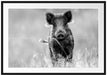 Neugieriges Wildschwein auf einem Feld, Monochrome Passepartout Rechteckig 100