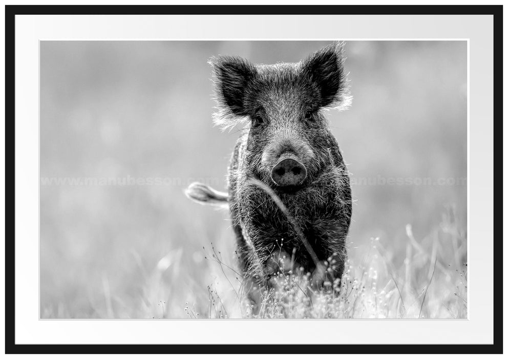 Neugieriges Wildschwein auf einem Feld, Monochrome Passepartout Rechteckig 100