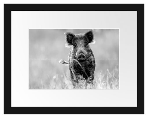 Neugieriges Wildschwein auf einem Feld, Monochrome Passepartout Rechteckig 30