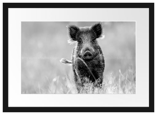 Neugieriges Wildschwein auf einem Feld, Monochrome Passepartout Rechteckig 40