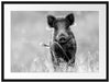 Neugieriges Wildschwein auf einem Feld, Monochrome Passepartout Rechteckig 80