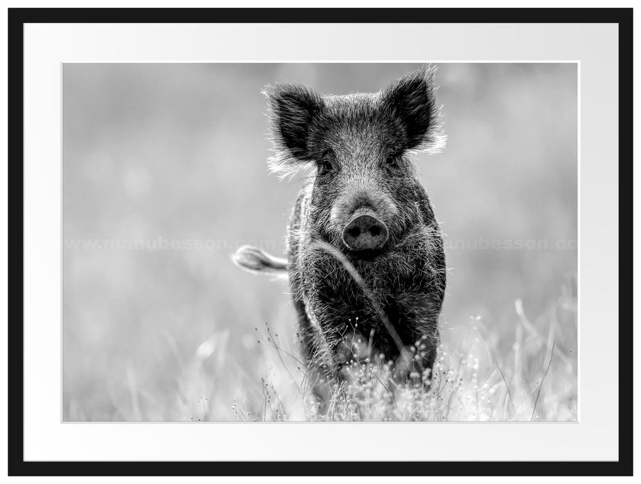 Neugieriges Wildschwein auf einem Feld, Monochrome Passepartout Rechteckig 80