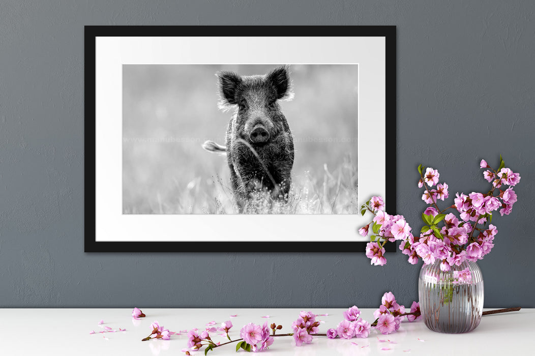 Neugieriges Wildschwein auf einem Feld, Monochrome Passepartout Detail Rechteckig