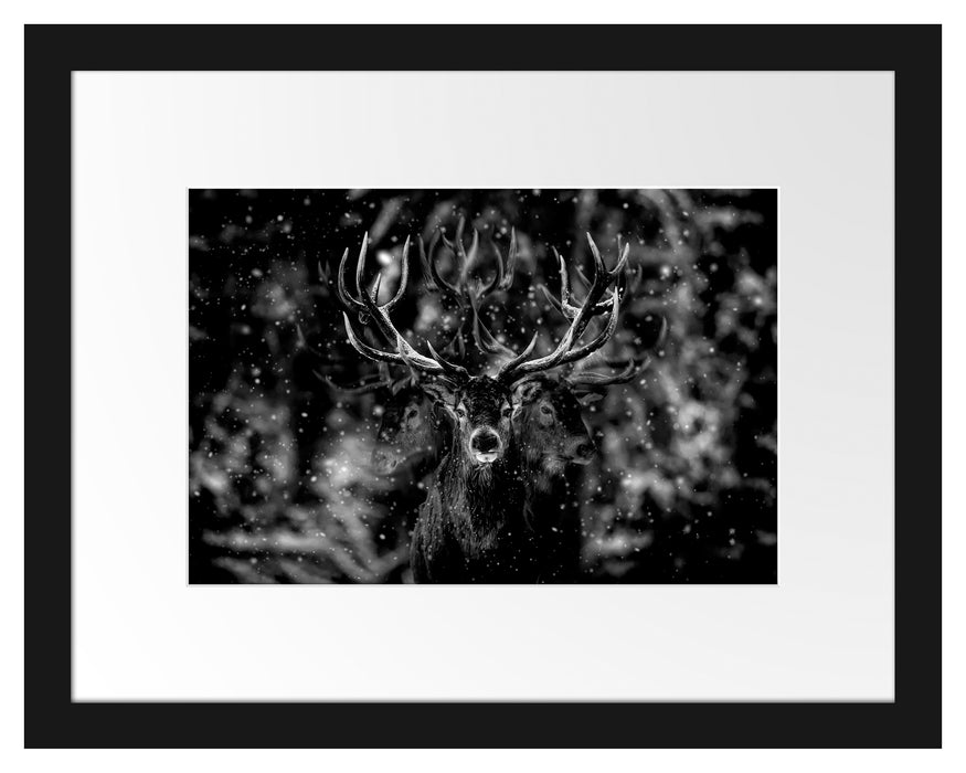 Pixxprint Machtvoller Hirsch im Winterwald, Monochrome, im Galerie-Passepartout Bilderrahmen