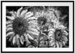 Sonnenblumen vor blauem Hintergrund, Monochrome Passepartout Rechteckig 100