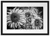 Sonnenblumen vor blauem Hintergrund, Monochrome Passepartout Rechteckig 40