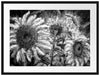 Sonnenblumen vor blauem Hintergrund, Monochrome Passepartout Rechteckig 80