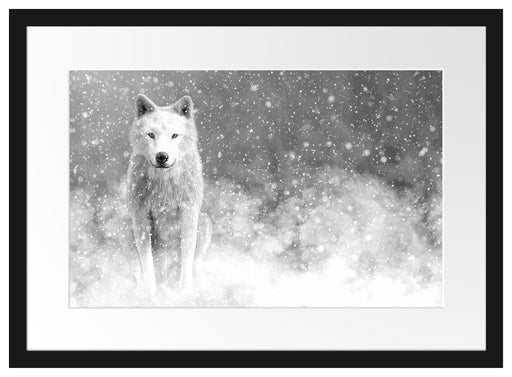Majestätischer weißer Wolf im Schnee, Monochrome Passepartout Rechteckig 40