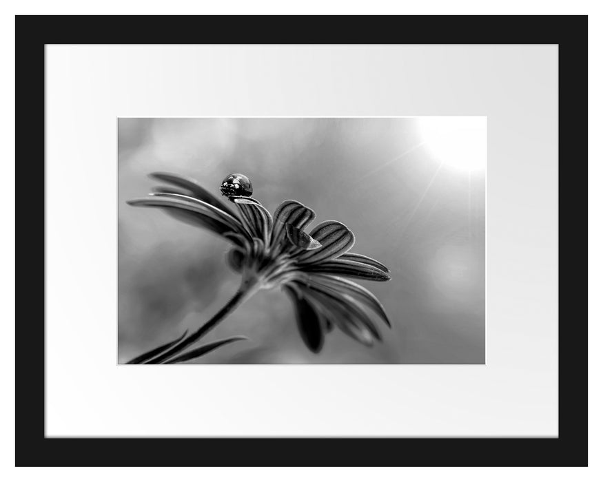 Pixxprint Merienkäfer auf roter Blüte Nahaufnahme, Monochrome, im Galerie-Passepartout Bilderrahmen