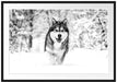 Sibirischer Husky im Winterwald, Monochrome Passepartout Rechteckig 100