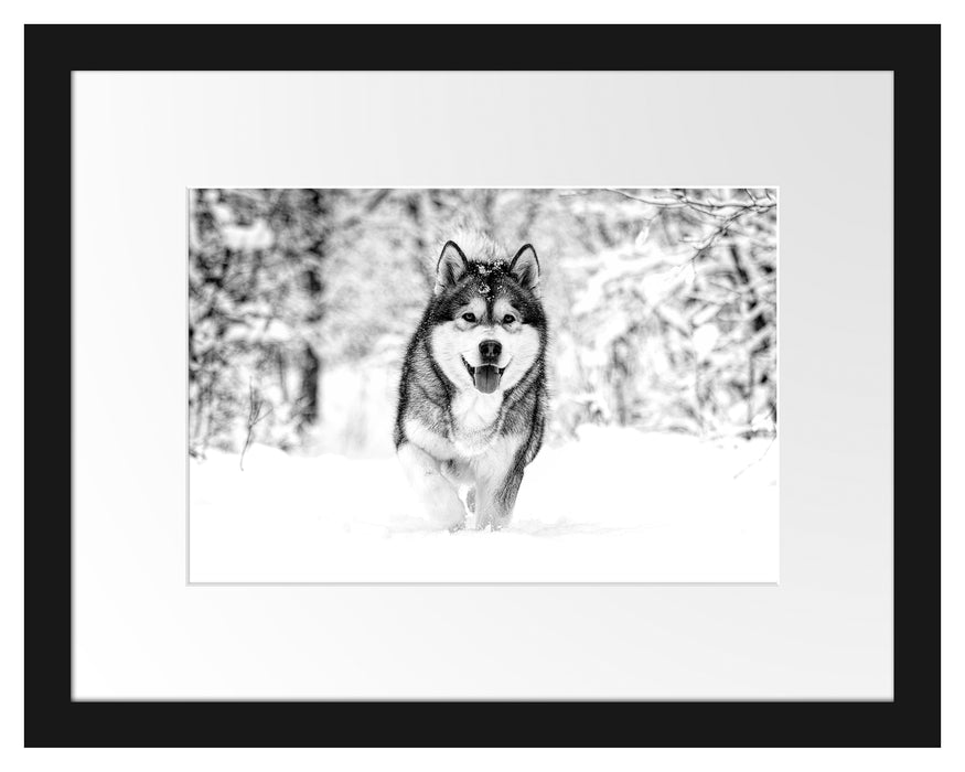 Sibirischer Husky im Winterwald, Monochrome Passepartout Rechteckig 30