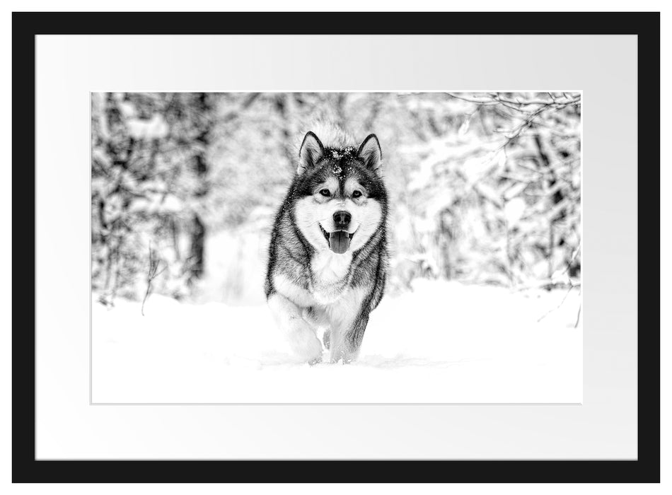 Sibirischer Husky im Winterwald, Monochrome Passepartout Rechteckig 40