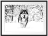 Sibirischer Husky im Winterwald, Monochrome Passepartout Rechteckig 80
