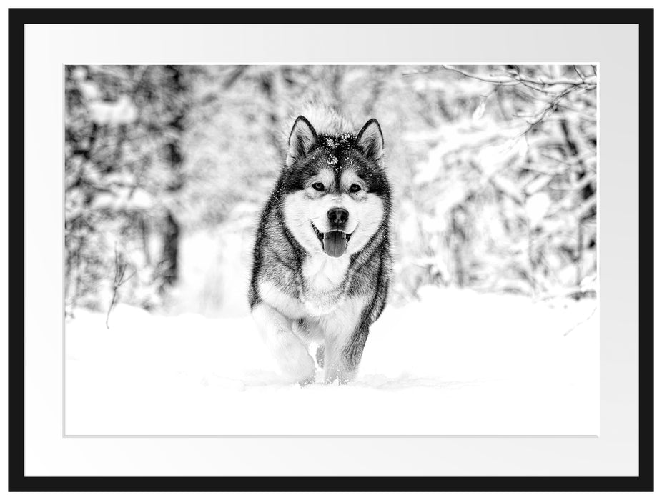 Sibirischer Husky im Winterwald, Monochrome Passepartout Rechteckig 80