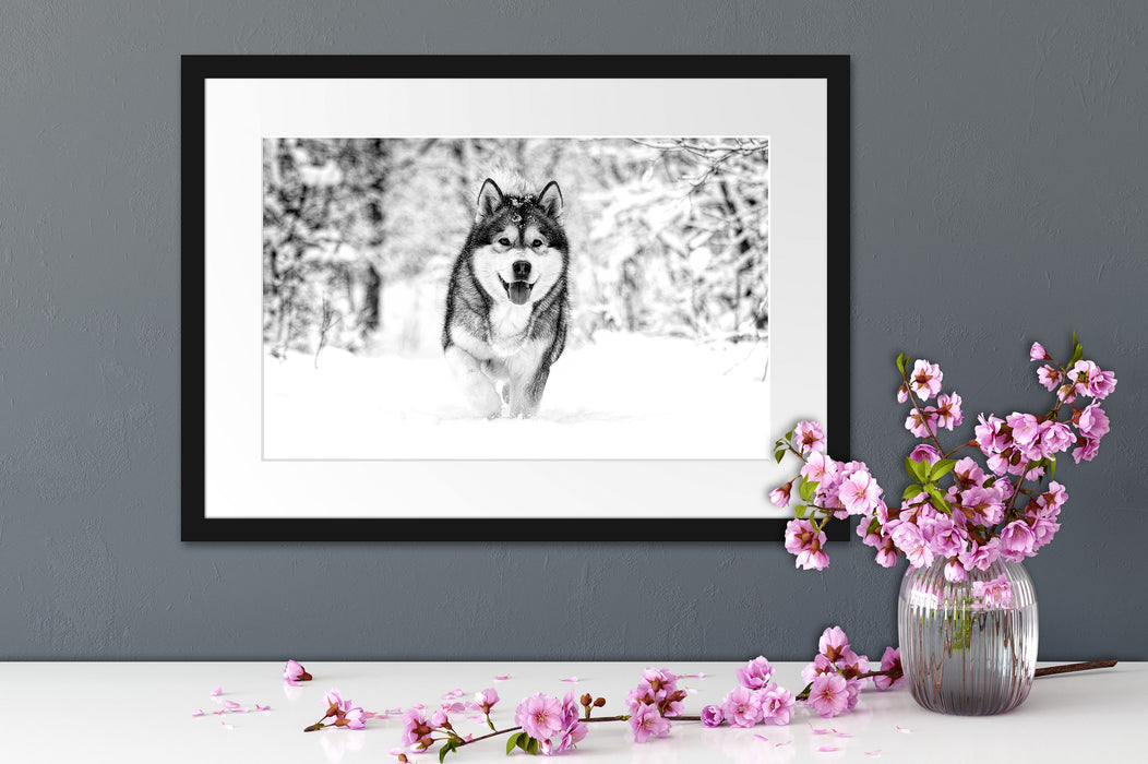 Sibirischer Husky im Winterwald, Monochrome Passepartout Detail Rechteckig