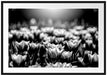 Nahaufnahme zweifarbige Tulpen, Monochrome Passepartout Rechteckig 100