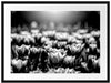 Nahaufnahme zweifarbige Tulpen, Monochrome Passepartout Rechteckig 80