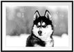Husky mit unterschiedlichen Augenfarben, Monochrome Passepartout Rechteckig 100