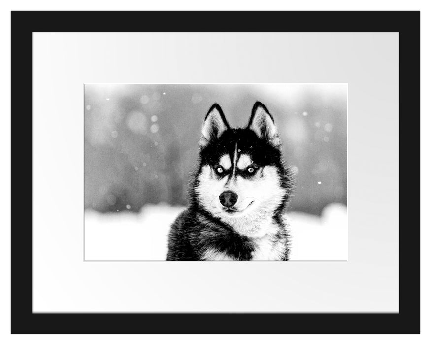 Husky mit unterschiedlichen Augenfarben, Monochrome Passepartout Rechteckig 30