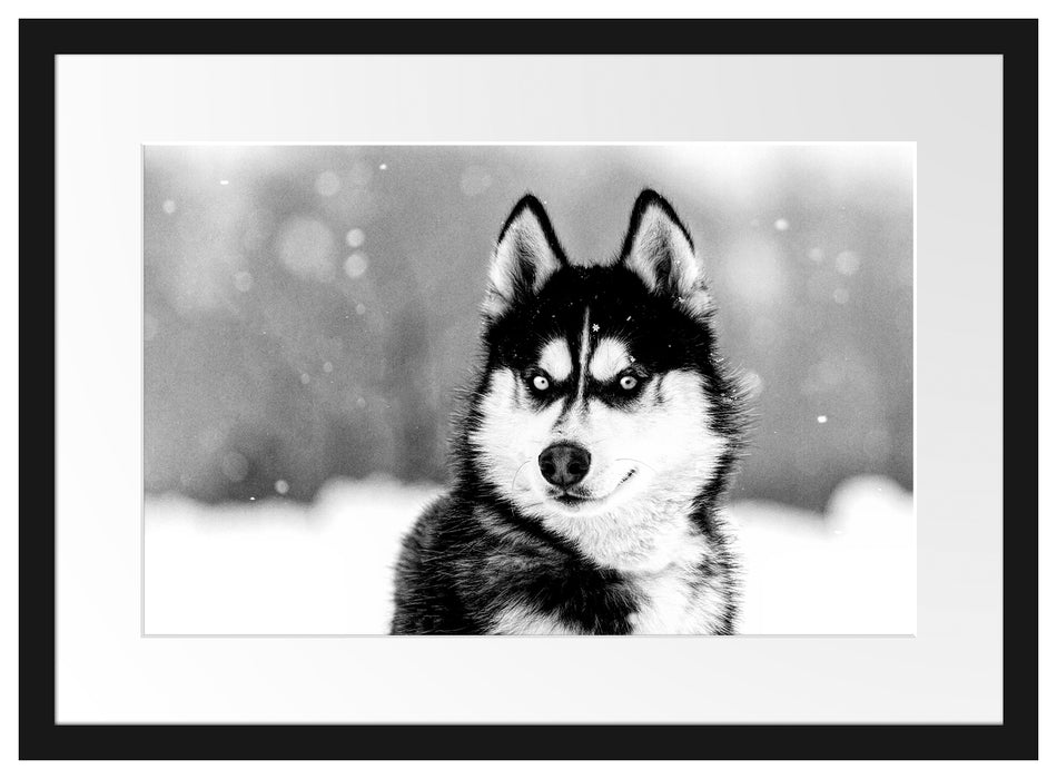 Husky mit unterschiedlichen Augenfarben, Monochrome Passepartout Rechteckig 40