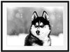 Husky mit unterschiedlichen Augenfarben, Monochrome Passepartout Rechteckig 80