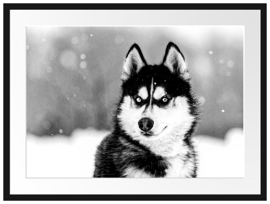 Husky mit unterschiedlichen Augenfarben, Monochrome Passepartout Rechteckig 80