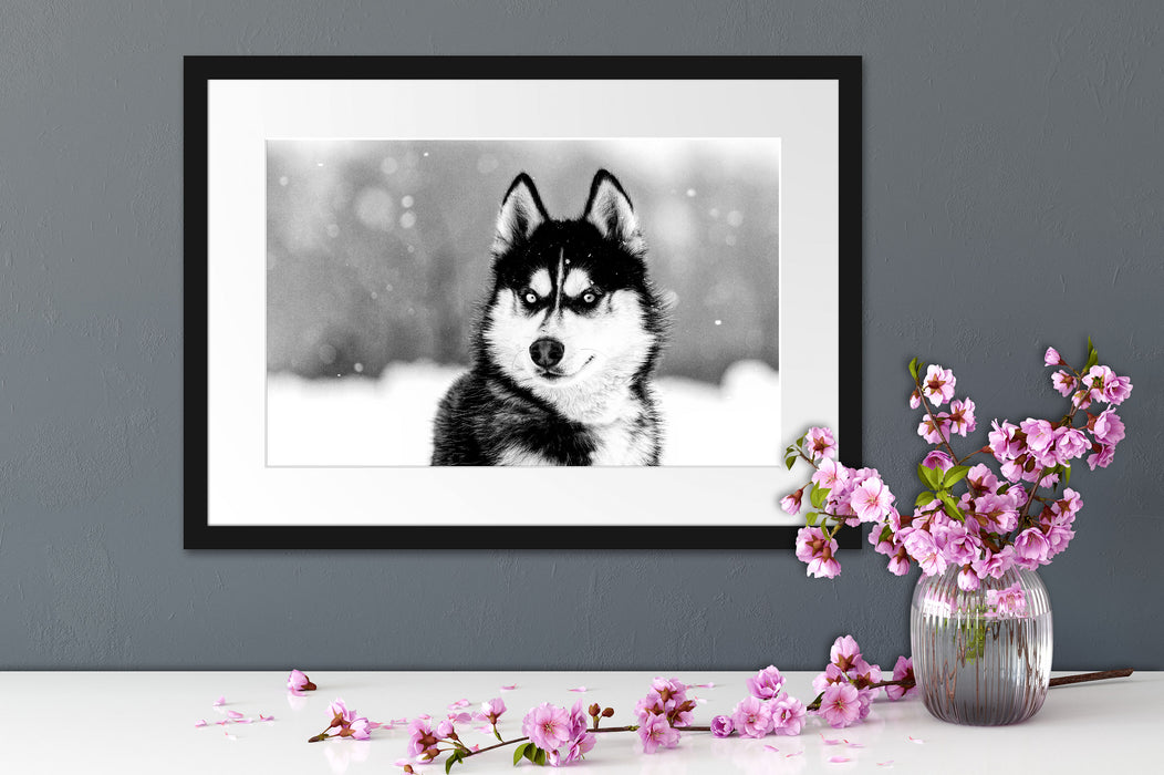 Husky mit unterschiedlichen Augenfarben, Monochrome Passepartout Detail Rechteckig