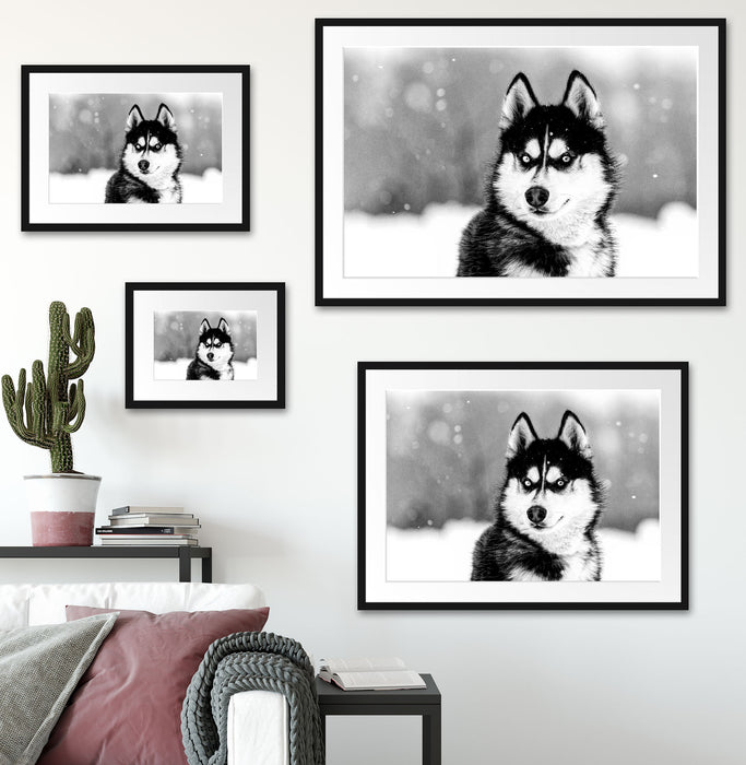 Husky mit unterschiedlichen Augenfarben, Monochrome Passepartout Wohnzimmer Rechteckig