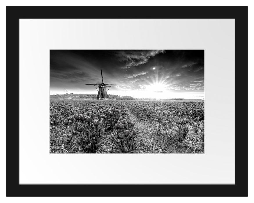 Pixxprint Tulpenfeld mit Mühle bei Sonnenuntergang, Monochrome, im Galerie-Passepartout Bilderrahmen