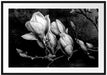 Aufblühende Magnolie isoliert, Monochrome Passepartout Rechteckig 100