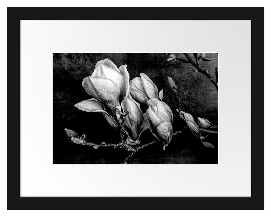 Pixxprint Aufblühende Magnolie isoliert, Monochrome, im Galerie-Passepartout Bilderrahmen