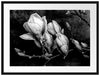 Aufblühende Magnolie isoliert, Monochrome Passepartout Rechteckig 80